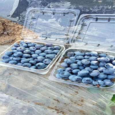 新鄭布萊特藍藍莓苗價格及日用雜品選購指南